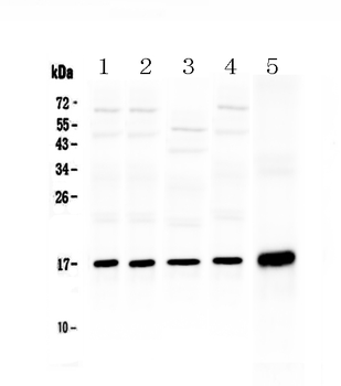 Hsp20/HSPB6 Rabbit Polyclonal Antibody