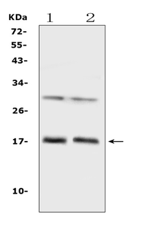 IL1F10 Rabbit Polyclonal Antibody