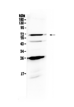 SLC7A3 Rabbit Polyclonal Antibody