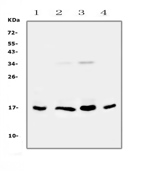 IL17B Rabbit Polyclonal Antibody