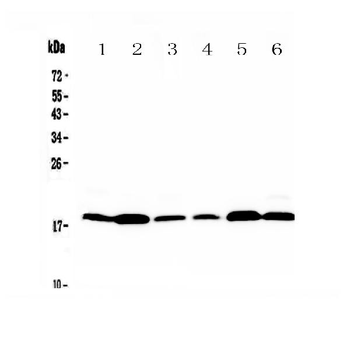 MED9 Rabbit Polyclonal Antibody