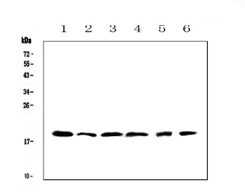 IL10 Rabbit Polyclonal Antibody