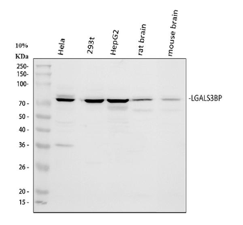 LGALS3BP Rabbit Polyclonal Antibody