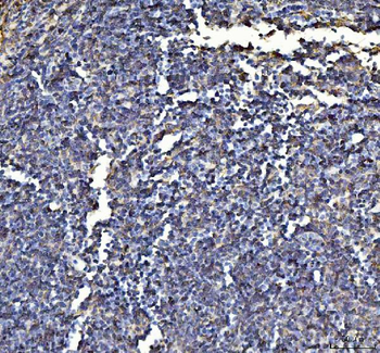 Annexin VI/ANXA6 Antibody