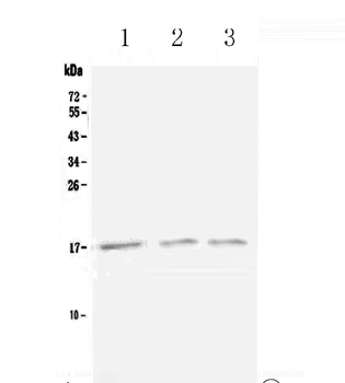 Lymphotactin/Xcl1 Rabbit Polyclonal Antibody