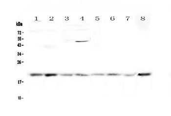 GADD45G Rabbit Polyclonal Antibody