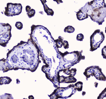 COX IV/COX4I1 Rabbit Polyclonal Antibody