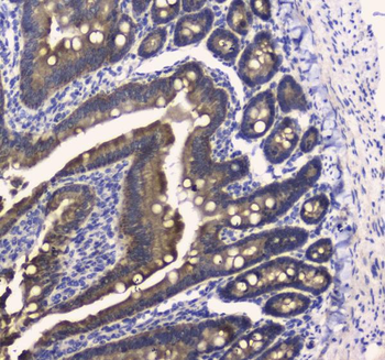 COX IV/COX4I1 Rabbit Polyclonal Antibody