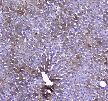 COX IV/COX4I1 Rabbit Polyclonal Antibody