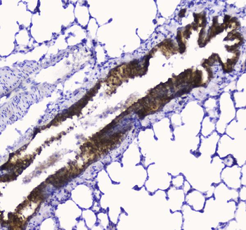 COX IV/COX4I1 Rabbit Polyclonal Antibody