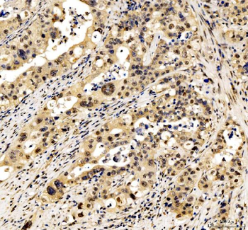 JunD Rabbit Polyclonal Antibody