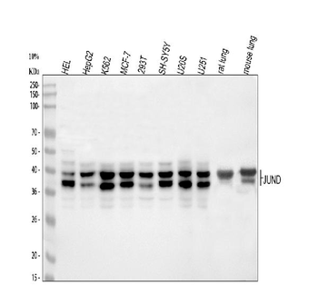 JunD Rabbit Polyclonal Antibody