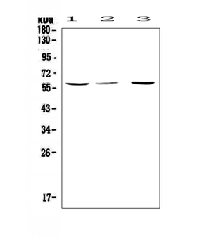 Caspase 8/CASP8 Rabbit Polyclonal Antibody