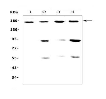CD11b/ITGAM Rabbit Polyclonal Antibody