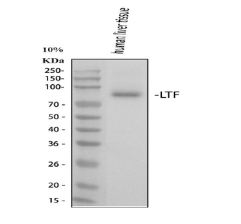 Lactoferrin/LTF Rabbit Polyclonal Antibody