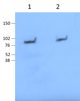 Lactoferrin/LTF Rabbit Polyclonal Antibody