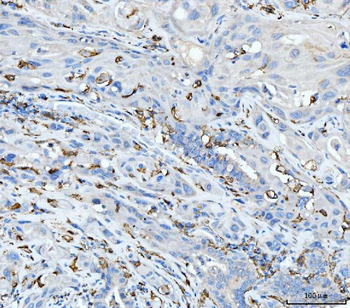 CD163 Antibody