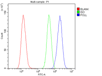 DNA Polymerase lambda/POLL Rabbit Polyclonal Antibody