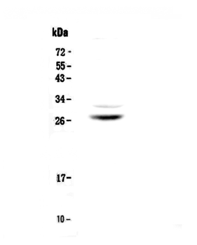 Myelin Protein Zero/MPZ Rabbit Polyclonal Antibody
