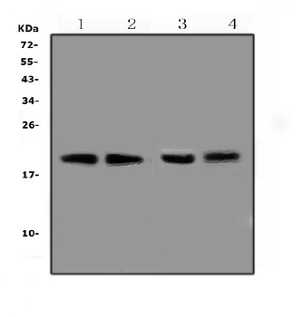 BCMA/Tnfrsf17 Antibody