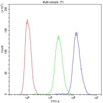 PDE4D Rabbit Polyclonal Antibody