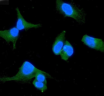 WWOX Rabbit Polyclonal Antibody
