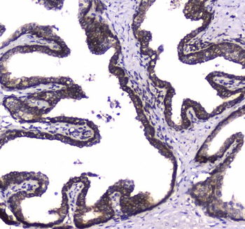 WWOX Rabbit Polyclonal Antibody
