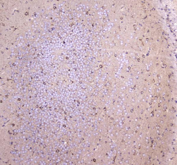 WWOX Rabbit Polyclonal Antibody