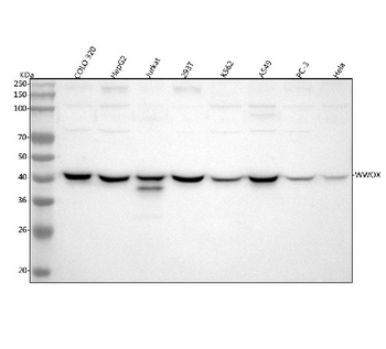 WWOX Rabbit Polyclonal Antibody