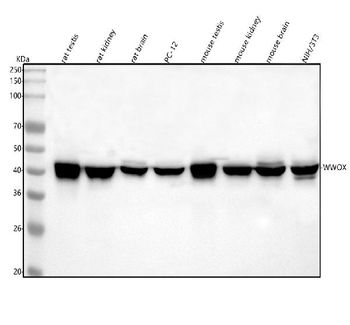 WWOX Rabbit Polyclonal Antibody