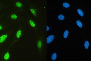 HAUSP/USP7 Antibody