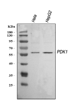 Mitochondrial Pyruvate dehydrogenase kinase 1/PDK1 Rabbit Polyclonal Antibody
