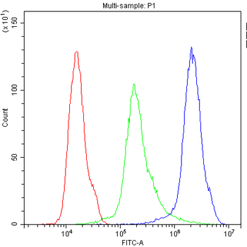 Cannabinoid Receptor I/CNR1 Rabbit Polyclonal Antibody