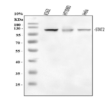 STAT2 Rabbit Polyclonal Antibody
