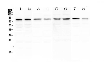 DNA Polymerase iota/POLI Rabbit Polyclonal Antibody
