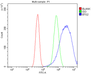 BTG2 Rabbit Polyclonal Antibody