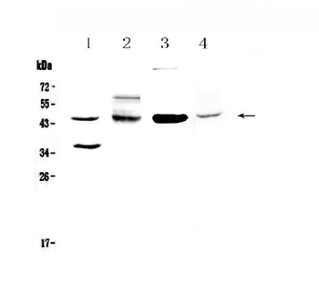 CD200/OX2 Rabbit Polyclonal Antibody