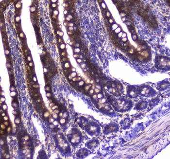 GDA Rabbit Polyclonal Antibody