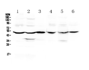 GDA Rabbit Polyclonal Antibody