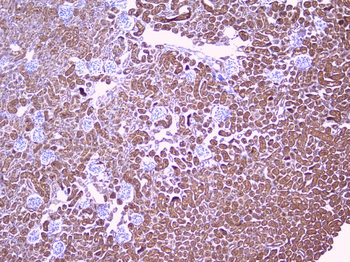 PBP/PEBP1 Rabbit Polyclonal Antibody