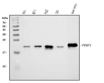 PBP/PEBP1 Rabbit Polyclonal Antibody