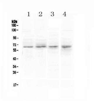 CCKBR Antibody