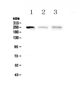 Myosin light chain kinase/MYLK Rabbit Polyclonal Antibody