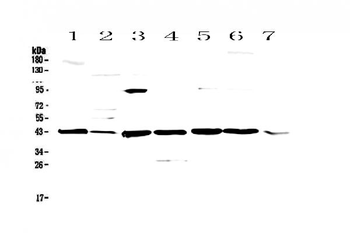 Caspase 4/Casp4 Rabbit Polyclonal Antibody