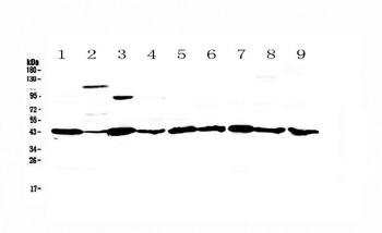 Caspase 4/Casp4 Rabbit Polyclonal Antibody