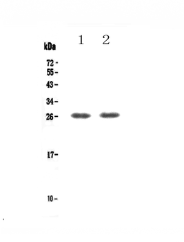 TNFRSF18 Rabbit Polyclonal Antibody