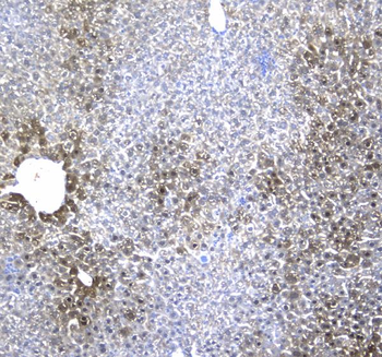 Regucalcin/RGN Rabbit Polyclonal Antibody