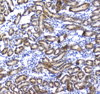 Regucalcin/RGN Rabbit Polyclonal Antibody
