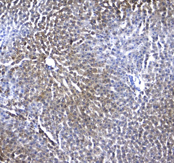 Regucalcin/RGN Rabbit Polyclonal Antibody