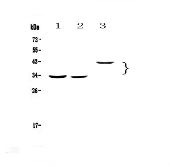 Regucalcin/RGN Rabbit Polyclonal Antibody